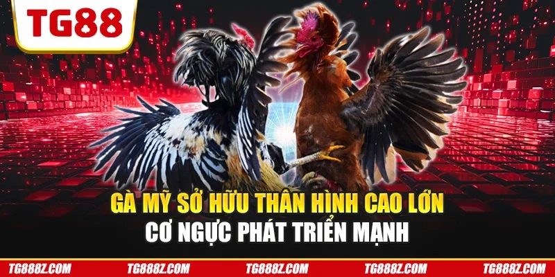 Gà Mỹ sở hữu thân hình cao lớn cơ ngực phát triển mạnh