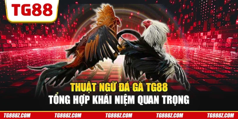 Thuật ngữ đá gà online TG88